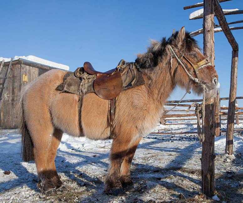 Horse in Oymyakon, the coldest inhabited place in the world