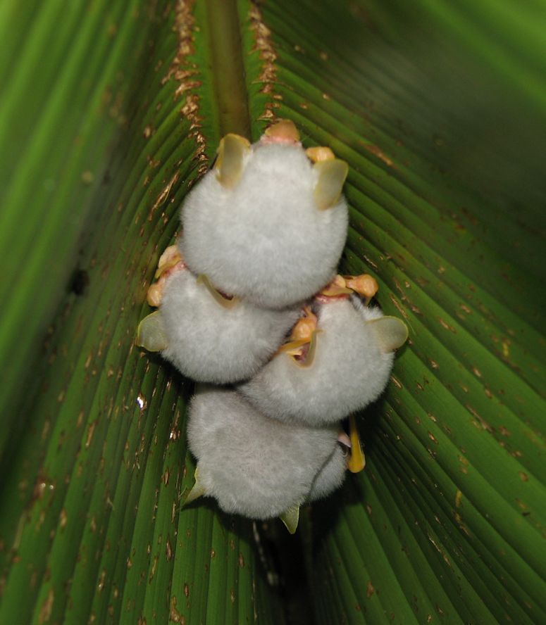 Cutest bat in the world Ectophylla alba under a leaf