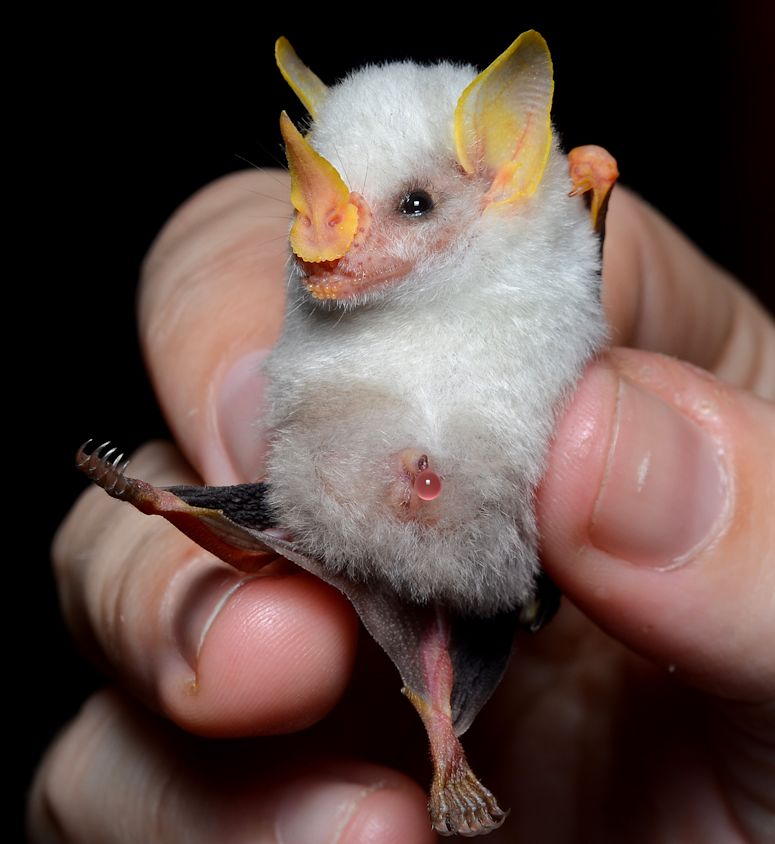 Ectophylla alba in a hand