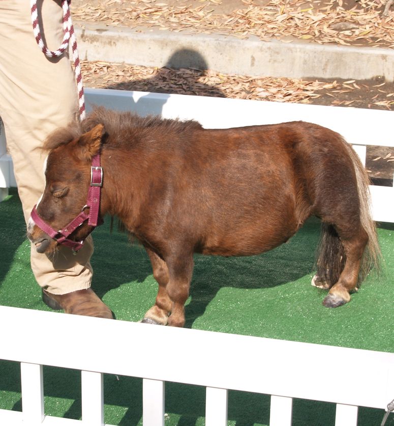Smallest Horse In The World - Thumbelina.