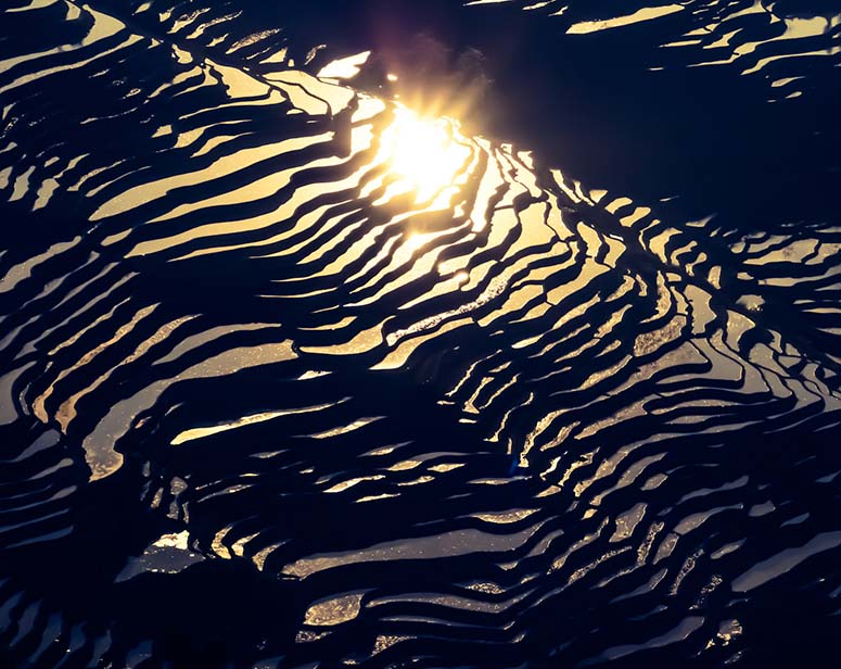 Rice terraces in sunset