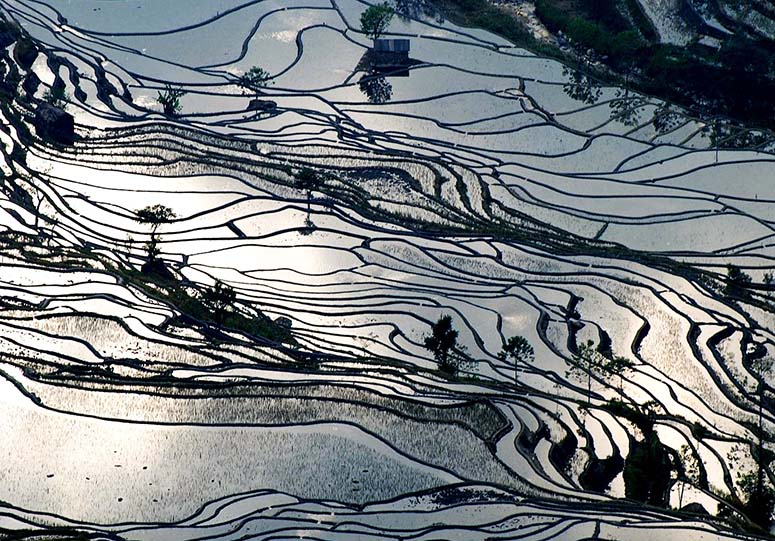Rice terraces in Honghe Hani