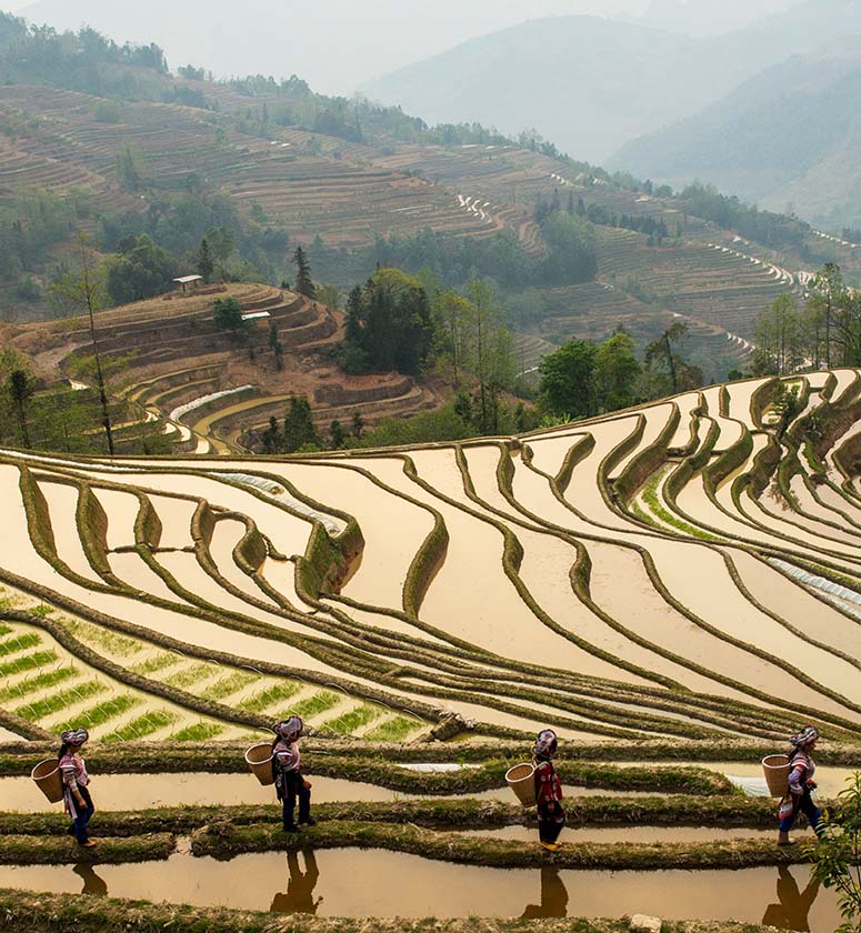 Farmers walking in the rice terraces