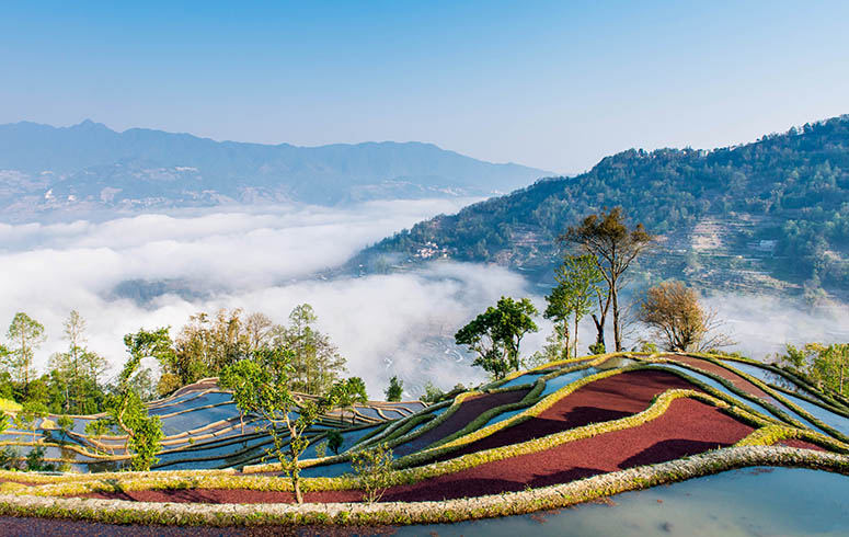 Rice terraces with red rice