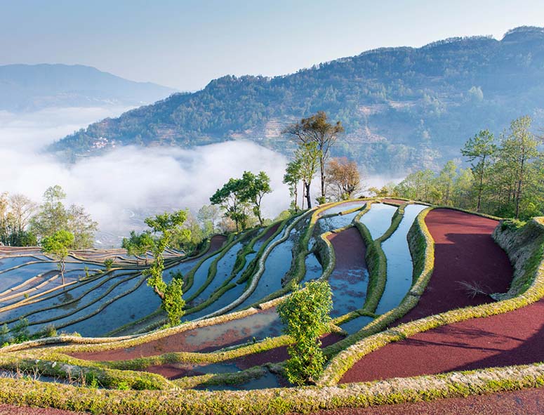 Rice terraces with red rice