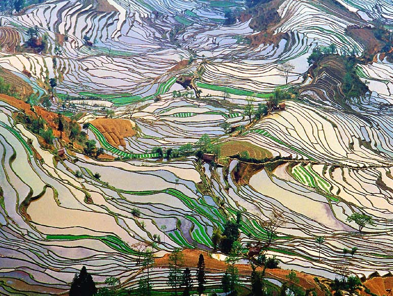 Rice terraces seen from the air