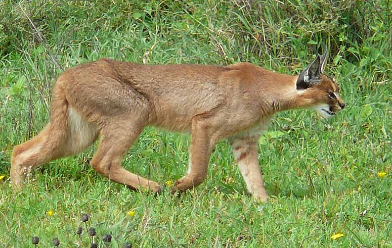 Caracal