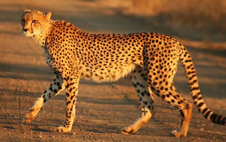 Cheetah, the fastest animal in the world