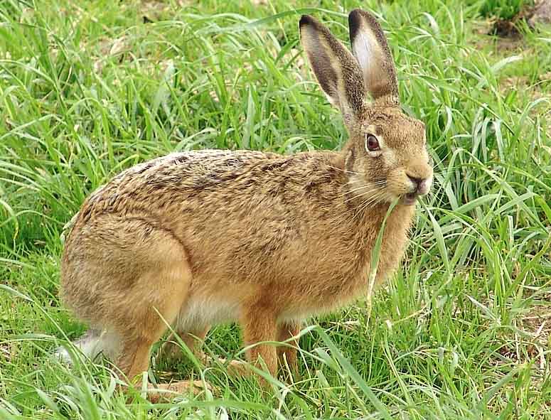 European hare