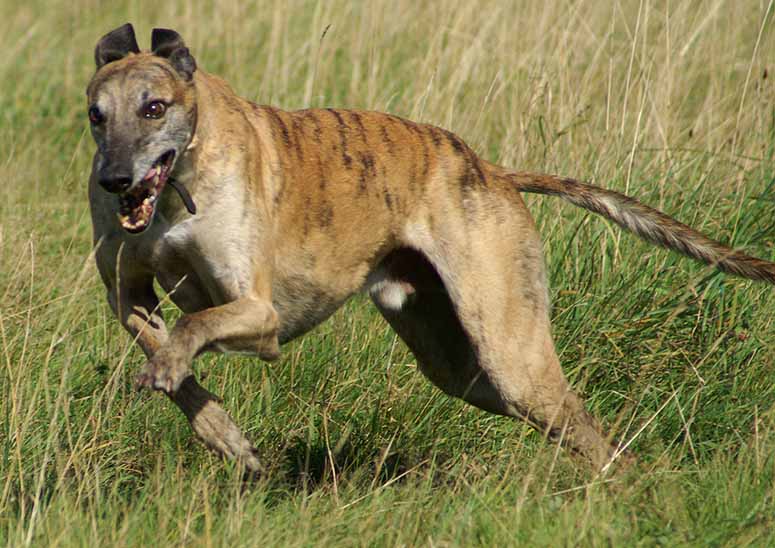 Greyhound, the fastest dog breed in the world