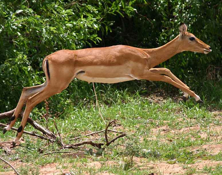 puma animal running speed