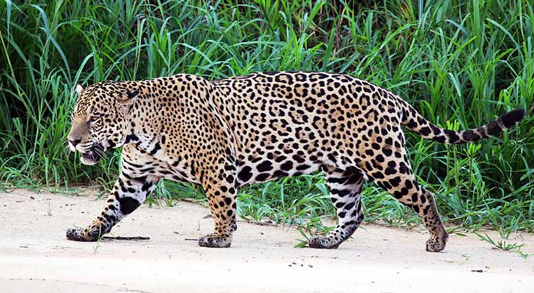 Fastest Animals In The World - Top 12