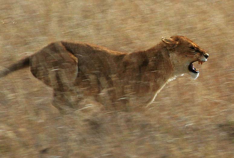 A lioness hunting