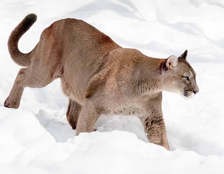 puma animal running speed