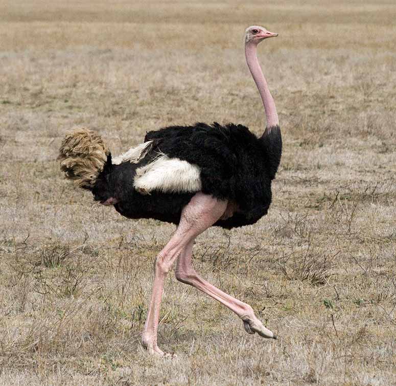 Ostrich