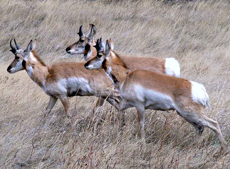 Pronghorn