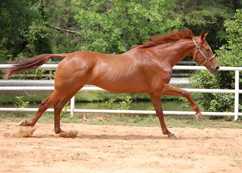 Quarter Horse - maybe the fastest horse in the world