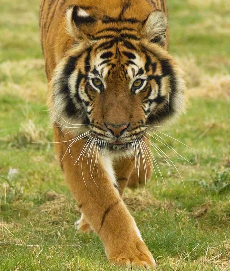 Bengal tiger