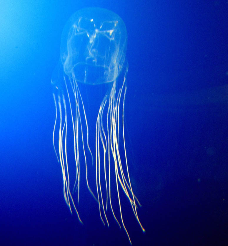 Box jellyfish, very poisonous jelly