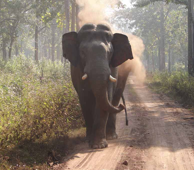 An angry Indian elephant