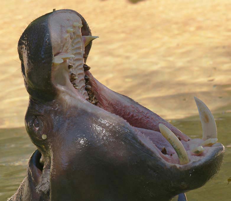 Hippopotamus