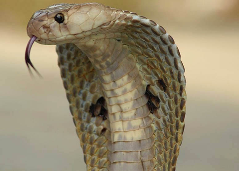 Indian cobra, also known as spectacled cobra
