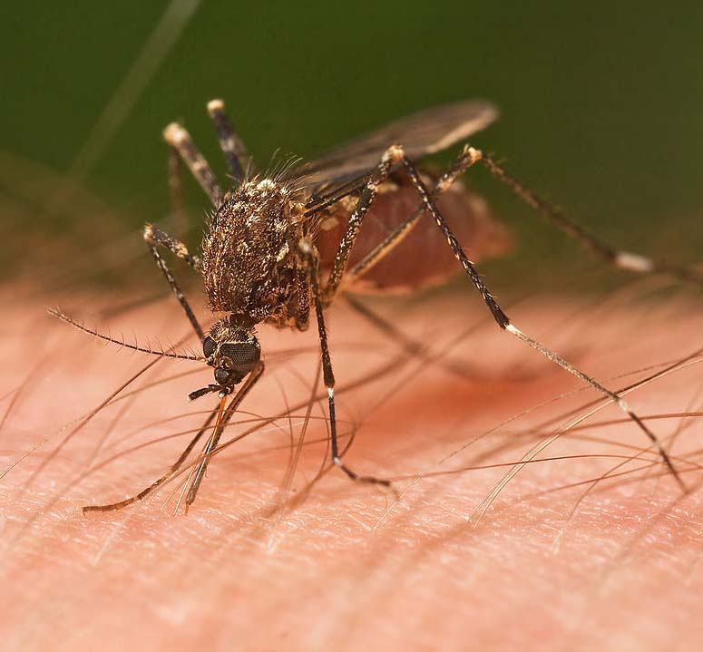 Mosquito, the world's most dangerous animal