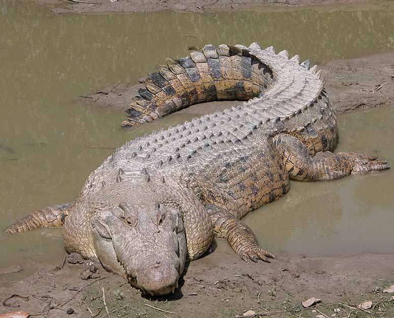 Saltwater crocodile