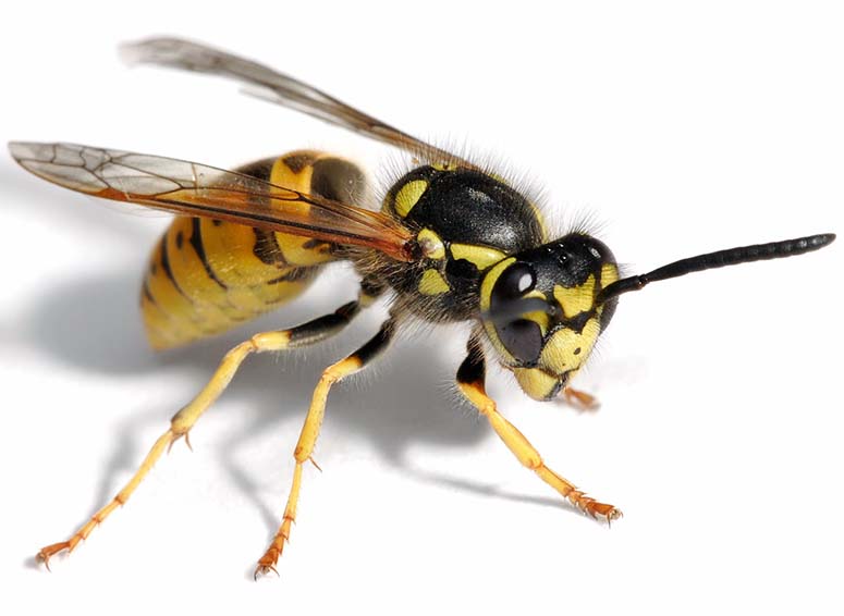 Wasp