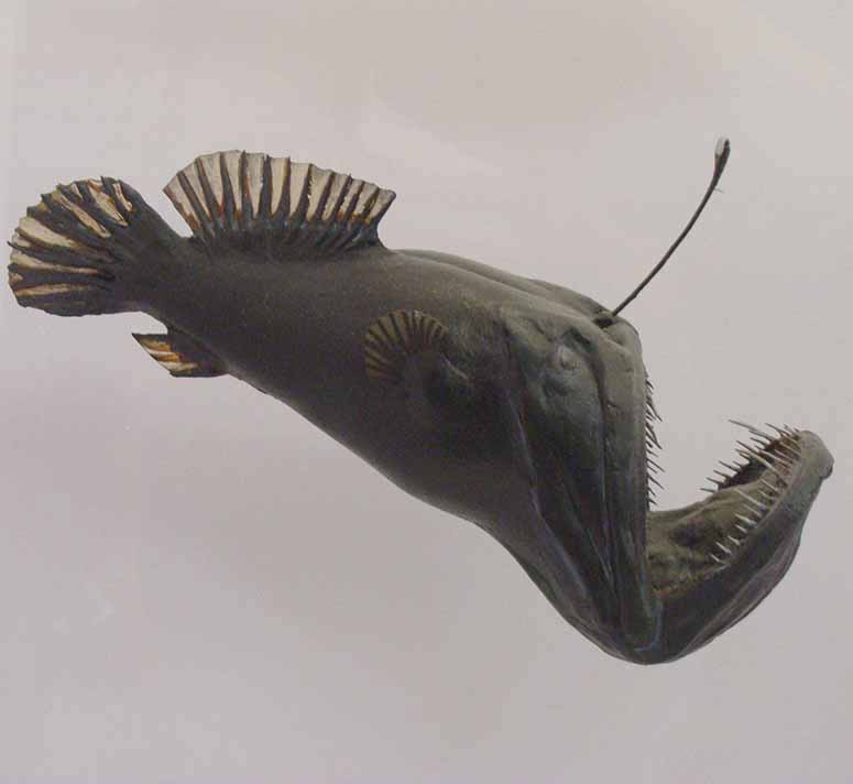 Anglerfish, Black Seadevil