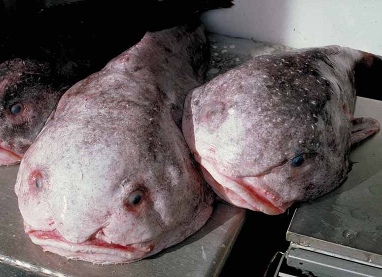 Blobfish