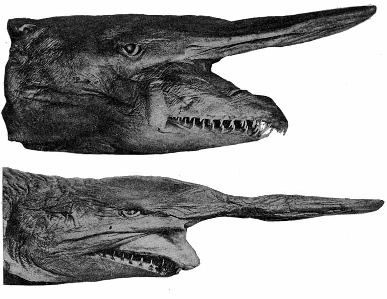 Goblin Shark