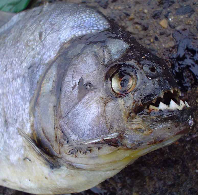 Piranha