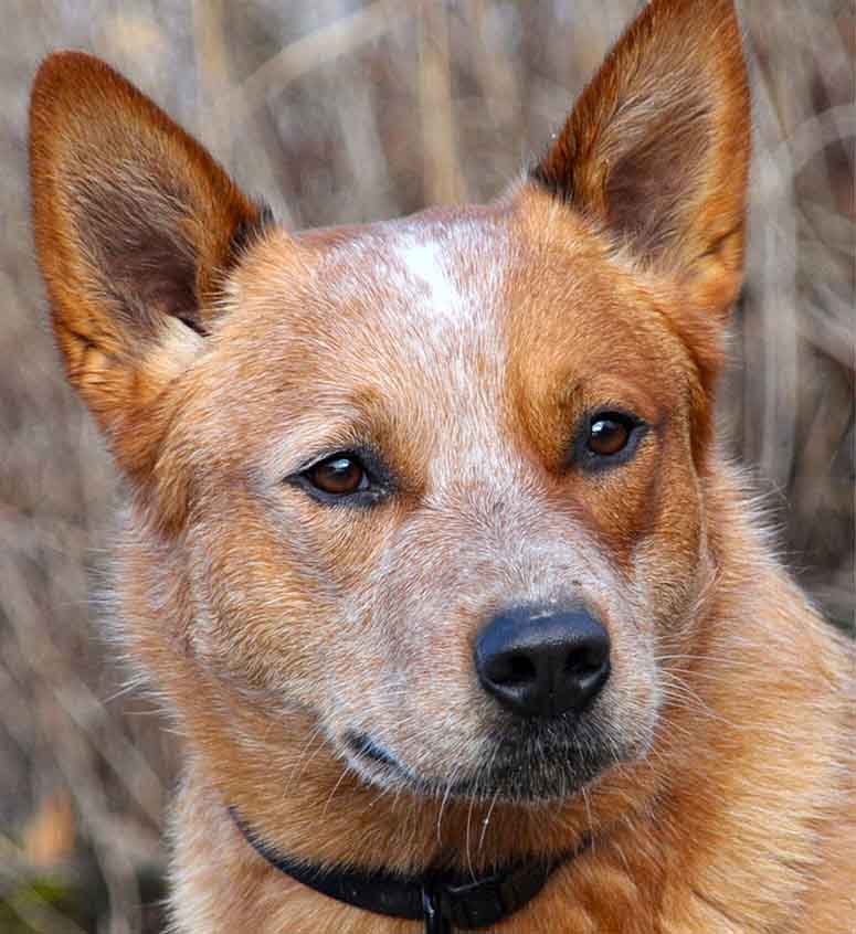 Australian cattle dog