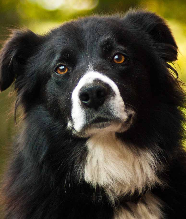 Border collie