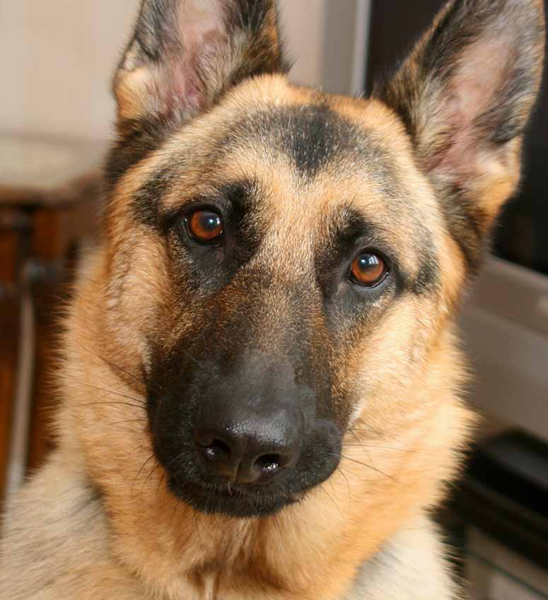 German shepherd