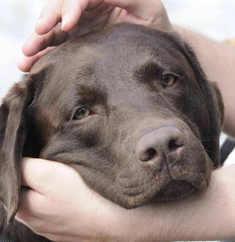 Labrador Retriever