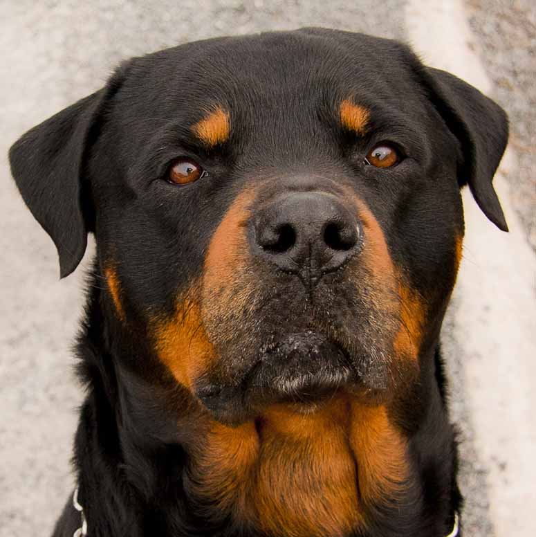 Rottweiler