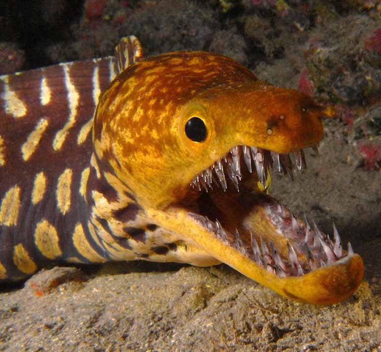 Mooray eel, tiger reef-eel