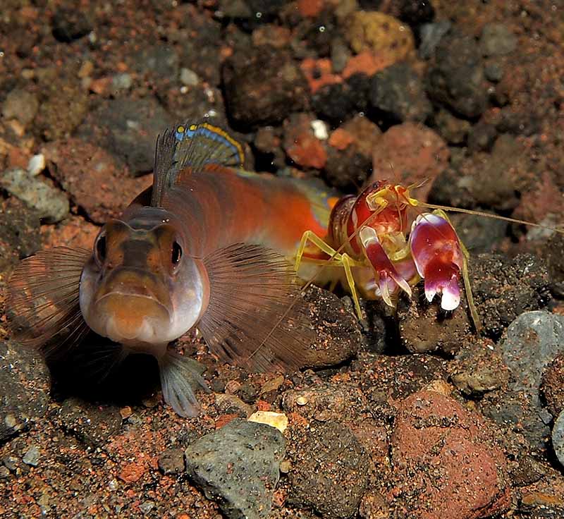 Alpheidae, snapping shrimp, pistol shrimp