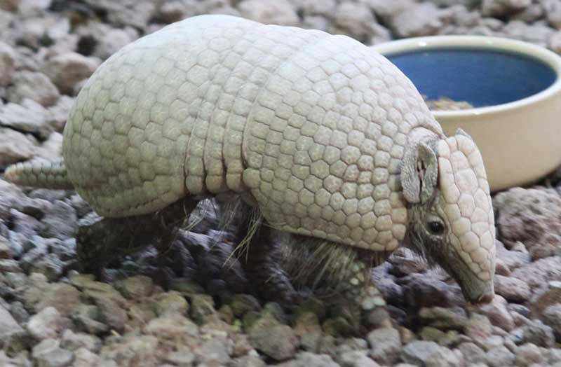 Armadillo