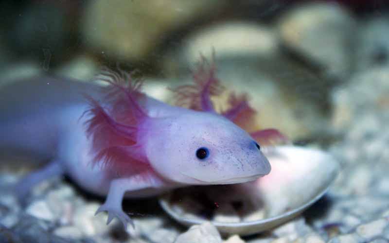 Axolotl