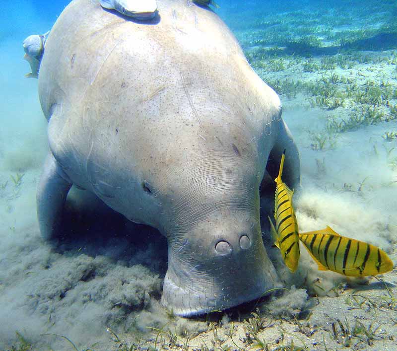 Dugong