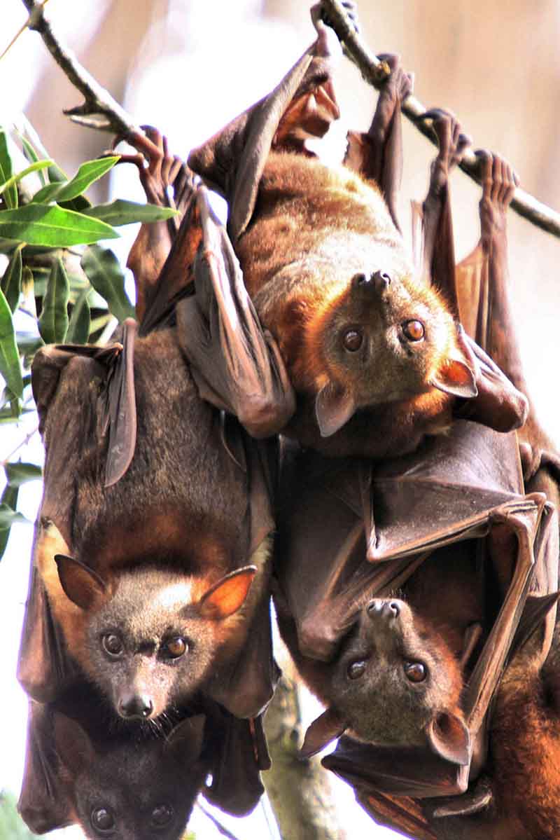 Flying fox, megabat, fruit bat