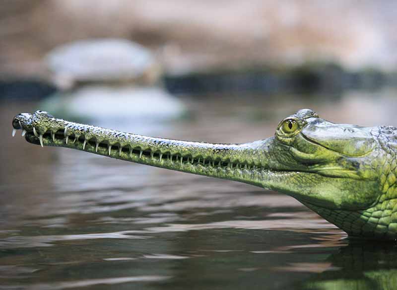 Gharial