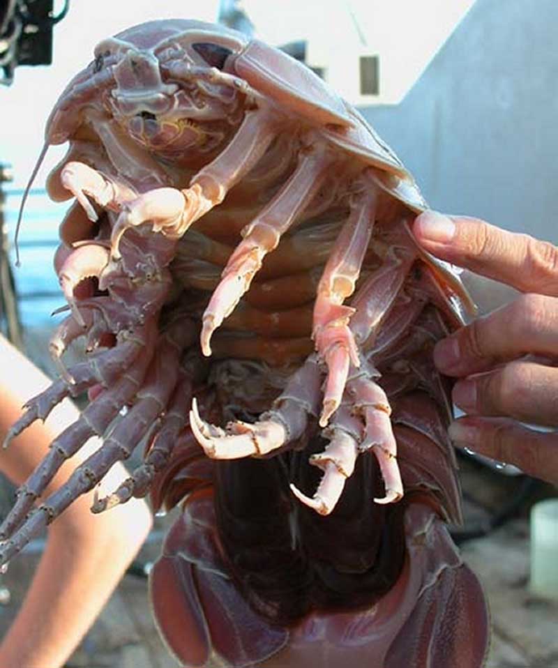 Giant isopod, giant woodlouse