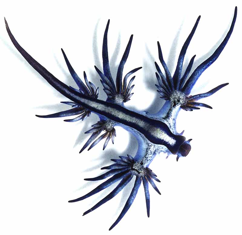 Glaucus atlanticus, Blue dragon