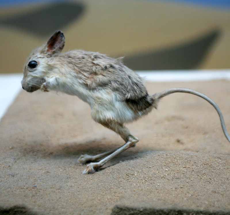 Jerboa