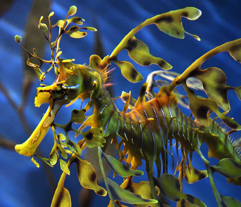 Leafy seadragon