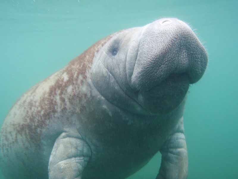 Manatee